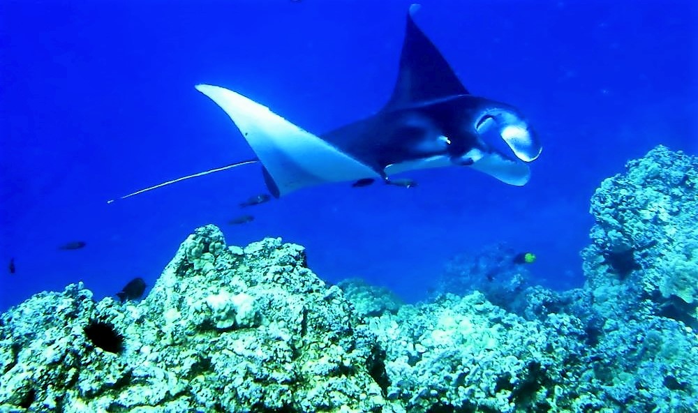 Reef Manta on the Kona Coast