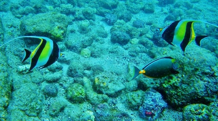 Moorish Idol Big Island Snorkeling