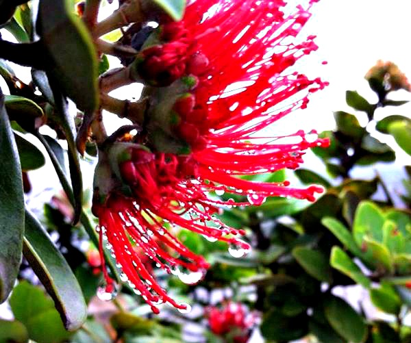 'O'hia Lehua blossoms