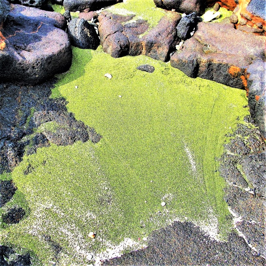 Pockets of olivine along the shoreline near Papakolea green sand beach