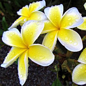 Hawaii Plumeria