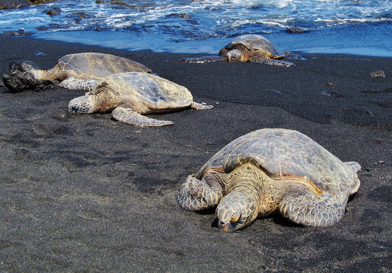 Green Sea Turtles at Punalu'u Black Sand Beach