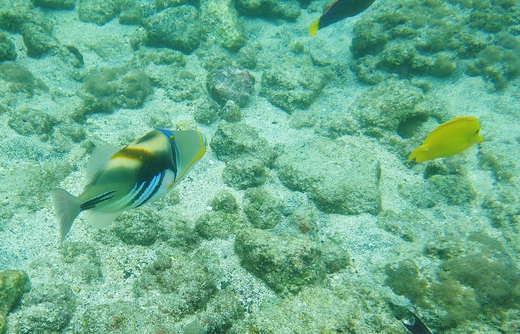 Reef Triggerfish or Humuhumunukunukuapua'a