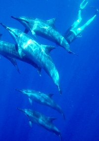 Hawaii teen adventure snorkeling with dolphins