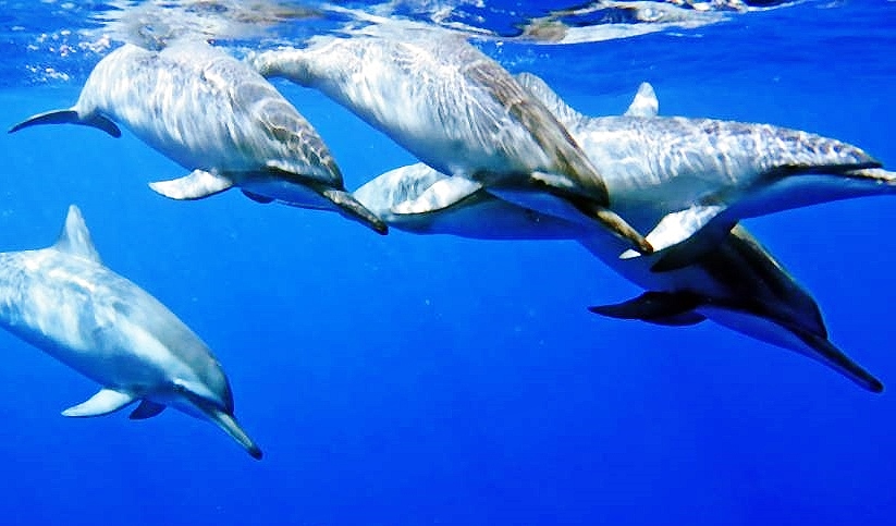 Swimming with dolphins in Hawaii