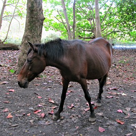 Horses roam free in Waipi'o Valley
