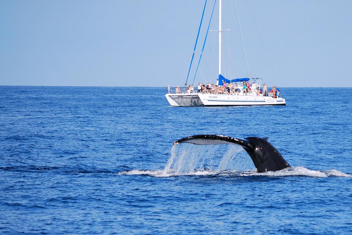 Wake up with whales on the Big Island