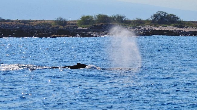 Blow of a Humpback Whale