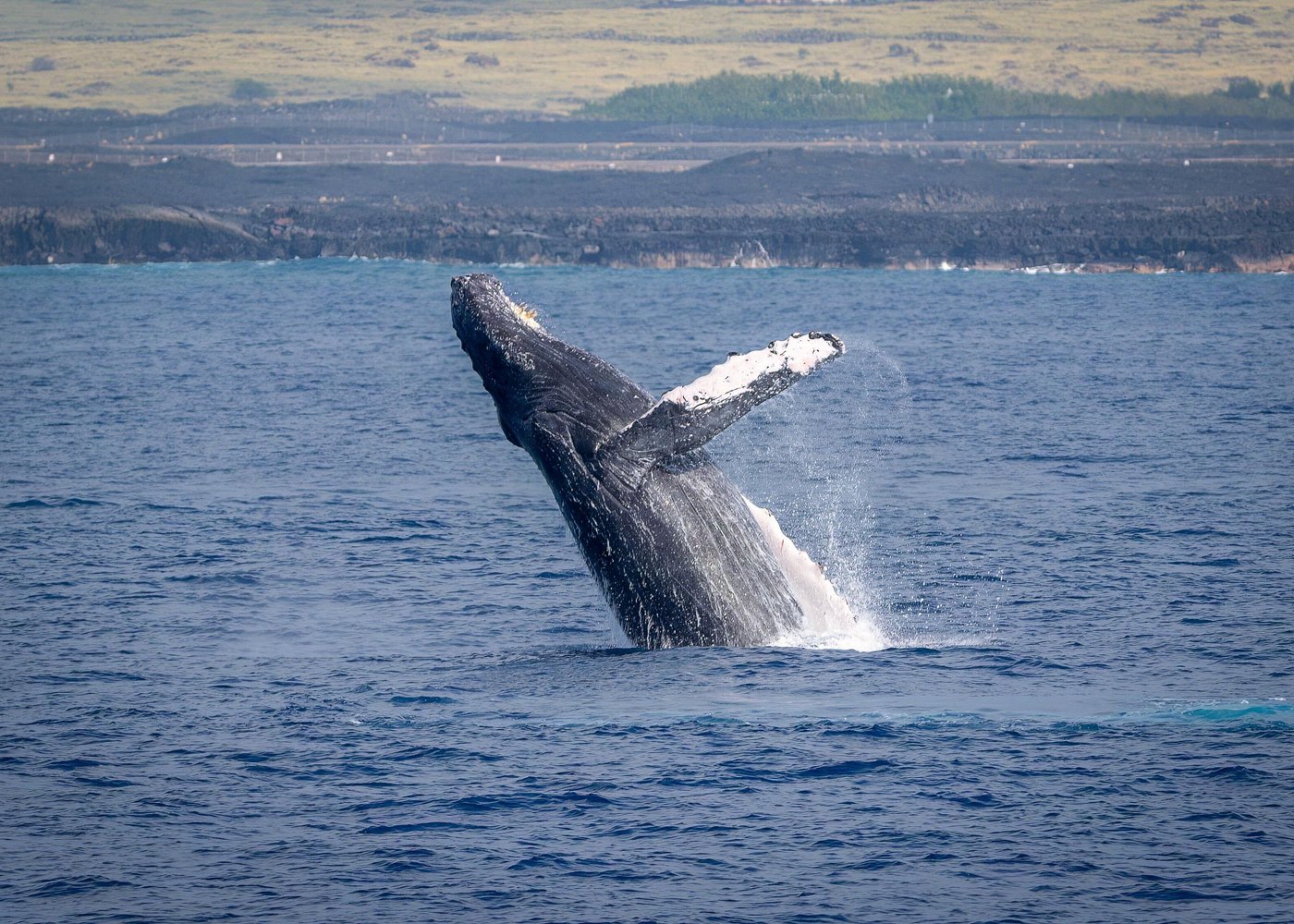 Best Big Island whale watching tours
