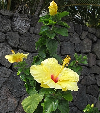 Hawaii State Flower Yellow Hawaiian Hibiscus