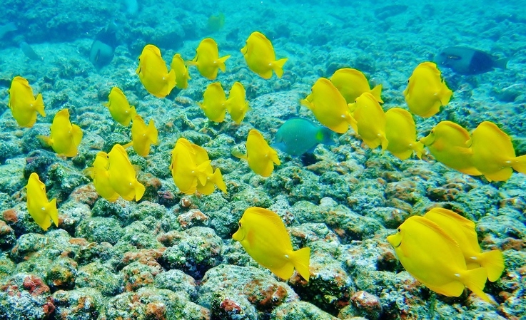 Yellow Tang, Hawaii snorkeling